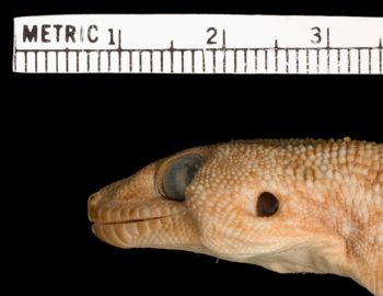 Media type: image;   Herpetology R-50469